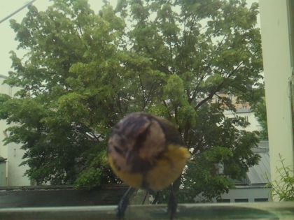 bird_20260519_164251_058_burst6_motion2503_conf1.00_bestbird_spcyanistes_caeruleus_spconf1.00.jpg
