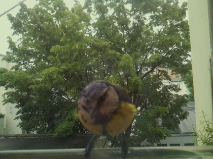 bird_20260519_164258_330_burst7_motion2503_conf1.00_bestbird_spcerthia_brachydactyla_spconf0.17.jpg