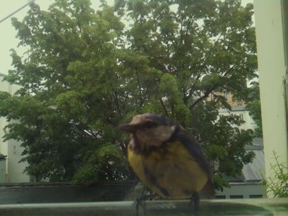 bird_20260519_164404_016_burst1_motion1420_conf1.00_bestbird_spcyanistes_caeruleus_spconf1.00.jpg