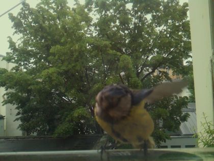 bird_20260519_164410_117_burst2_motion1420_conf0.57_bestbird_spcyanistes_caeruleus_spconf1.00.jpg