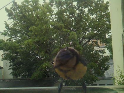 bird_20260519_164416_309_burst3_motion1420_conf0.90_bestbird_spcyanistes_caeruleus_spconf1.00.jpg