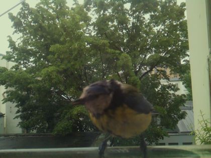 bird_20260519_164423_273_burst4_motion1420_conf0.96_bestbird_spturdus_merula_spconf0.10.jpg