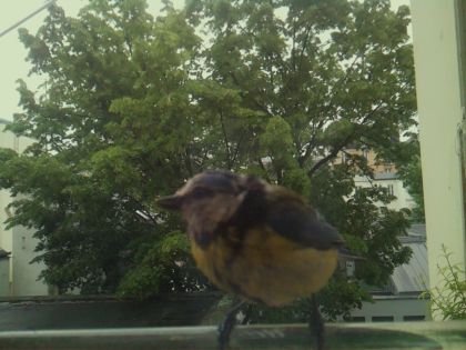 bird_20260519_164429_574_burst5_motion1420_conf1.00_bestbird_spcorvus_corone_spconf0.11.jpg