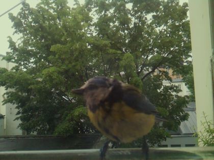 bird_20260519_164435_893_burst6_motion1420_conf1.00_bestbird_spsitta_europaea_spconf0.36.jpg