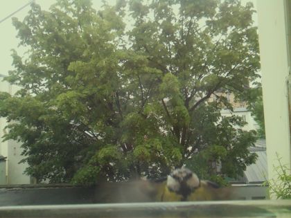 bird_20260519_170130_441_burst0_motion4233_conf0.78_bestpottedplant_spcyanistes_caeruleus_spconf0.16.jpg