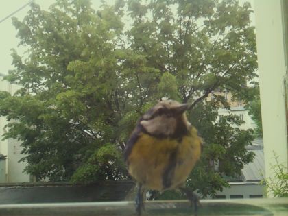 bird_20260519_170135_925_burst1_motion4233_conf0.90_bestbird_spgarrulus_glandarius_spconf0.18.jpg