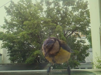 bird_20260519_170141_717_burst2_motion4233_conf1.00_bestbird_spcyanistes_caeruleus_spconf1.00.jpg