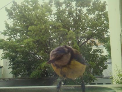 bird_20260519_170147_733_burst3_motion4233_conf1.00_bestbird_spcyanistes_caeruleus_spconf1.00.jpg