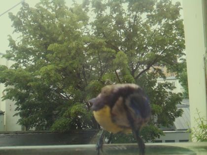 bird_20260519_170200_020_burst5_motion4233_conf0.61_bestcat_spcyanistes_caeruleus_spconf1.00.jpg