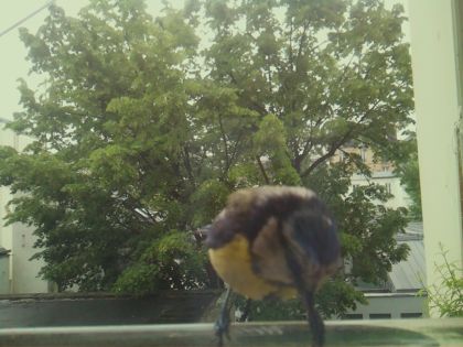 bird_20260519_170206_185_burst6_motion4233_conf0.93_bestbird_spcyanistes_caeruleus_spconf1.00.jpg