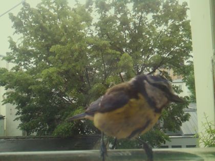bird_20260519_170212_278_burst7_motion4233_conf1.00_bestbird_spsitta_europaea_spconf0.18.jpg