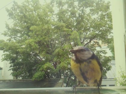 bird_20260519_171829_856_burst0_motion9758_conf0.95_bestbird_spcyanistes_caeruleus_spconf0.39.jpg