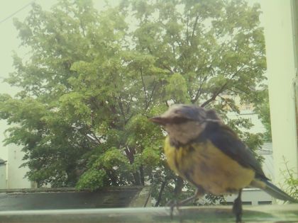 bird_20260519_171835_389_burst1_motion9758_conf1.00_bestbird_spgarrulus_glandarius_spconf0.19.jpg