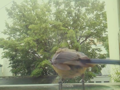 bird_20260519_171847_283_burst3_motion9758_conf0.98_bestbird_sppyrrhula_pyrrhula_spconf0.17.jpg