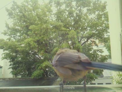 bird_20260519_171853_301_burst4_motion9758_conf0.99_bestbird_spcyanistes_caeruleus_spconf1.00.jpg