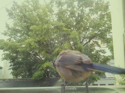bird_20260519_171859_416_burst5_motion9758_conf0.98_bestbird_sppyrrhula_pyrrhula_spconf0.21.jpg