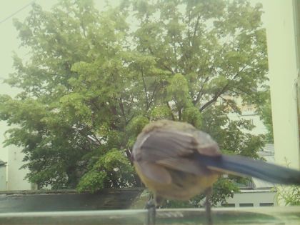 bird_20260519_171905_636_burst6_motion9758_conf0.98_bestbird_sppyrrhula_pyrrhula_spconf0.24.jpg