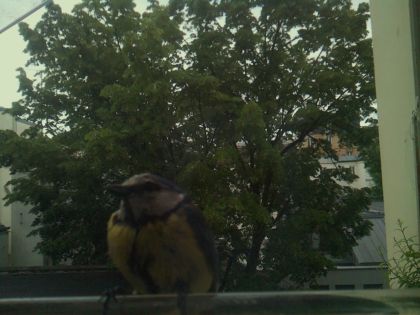 bird_20260519_193200_476_burst0_motion1491_conf1.00_bestbird_spgarrulus_glandarius_spconf0.21.jpg