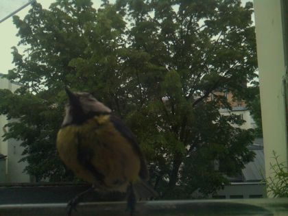 bird_20260519_193206_078_burst1_motion1491_conf0.94_bestbird_spcyanistes_caeruleus_spconf0.26.jpg