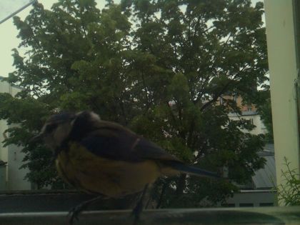 bird_20260519_193211_905_burst2_motion1491_conf0.74_bestbird_spcyanistes_caeruleus_spconf1.00.jpg