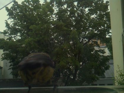 bird_20260519_193217_860_burst3_motion1491_conf1.00_bestbird_spcyanistes_caeruleus_spconf1.00.jpg