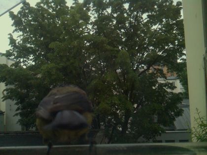 bird_20260519_193223_960_burst4_motion1491_conf0.92_bestbird_spstreptopelia_decaocto_spconf0.26.jpg