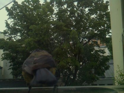 bird_20260519_193230_079_burst5_motion1491_conf0.99_bestbird_spphylloscopus_collybita_spconf0.15.jpg