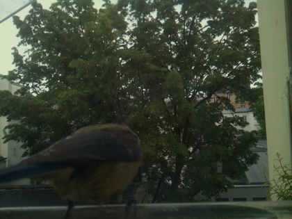 bird_20260519_193242_439_burst7_motion1491_conf0.99_bestbird_spgarrulus_glandarius_spconf0.14.jpg