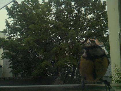 bird_20260519_193350_442_burst0_motion5913_conf0.94_bestbird_sppyrrhula_pyrrhula_spconf0.29.jpg