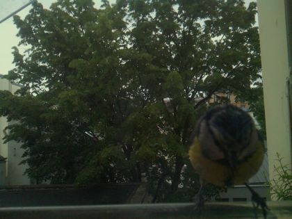bird_20260519_193401_924_burst2_motion5913_conf0.90_bestbird_spcyanistes_caeruleus_spconf1.00.jpg