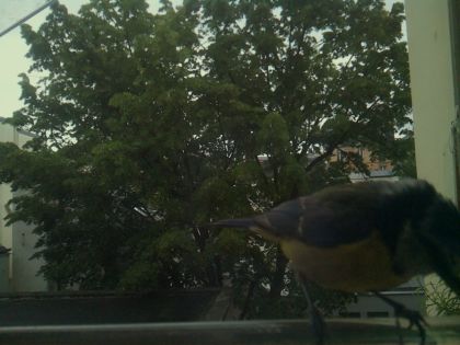 bird_20260519_193408_028_burst3_motion5913_conf0.98_bestbird_spsitta_europaea_spconf0.49.jpg