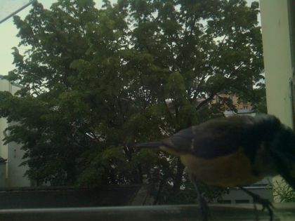 bird_20260519_193414_187_burst4_motion5913_conf0.97_bestbird_spsitta_europaea_spconf0.25.jpg
