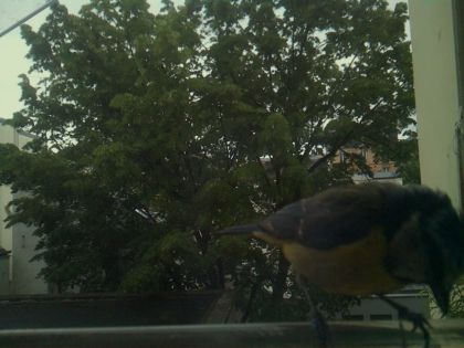 bird_20260519_193420_439_burst5_motion5913_conf0.93_bestbird_spsitta_europaea_spconf0.26.jpg