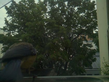 bird_20260519_193713_393_burst1_motion2602_conf0.84_bestbird_spcyanistes_caeruleus_spconf1.00.jpg
