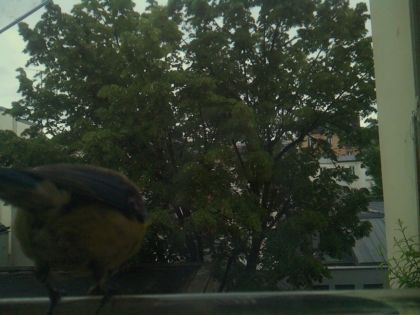 bird_20260519_193719_608_burst2_motion2602_conf0.89_bestbird_spcyanistes_caeruleus_spconf0.22.jpg