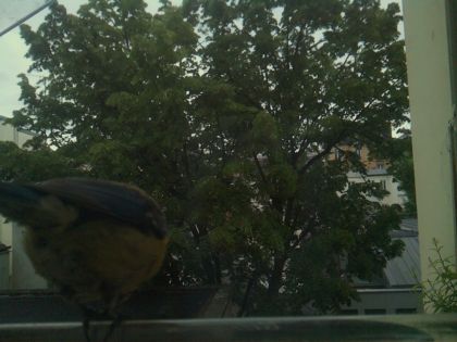 bird_20260519_193725_891_burst3_motion2602_conf0.98_bestbird_spcyanistes_caeruleus_spconf0.39.jpg