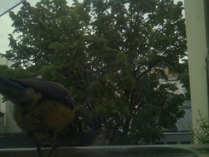 bird_20260519_193732_173_burst4_motion2602_conf0.80_bestbird_spparus_major_spconf0.18.jpg
