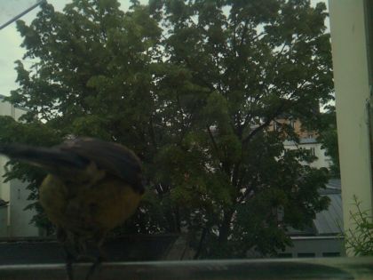 bird_20260519_193738_442_burst5_motion2602_conf0.97_bestbird_spturdus_merula_spconf0.26.jpg
