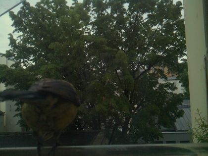 bird_20260519_193751_302_burst7_motion2602_conf0.64_bestbird_spturdus_merula_spconf0.20.jpg