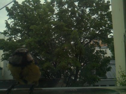 bird_20260519_193906_312_burst0_motion1966_conf0.65_bestbird_spcyanistes_caeruleus_spconf1.00.jpg