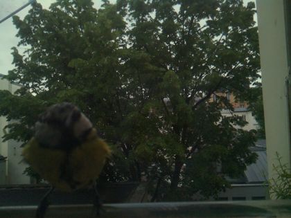 bird_20260519_194335_846_burst1_motion1390_conf0.00_bestnone_spcyanistes_caeruleus_spconf0.18.jpg