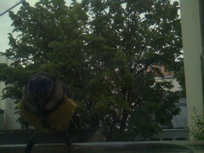 bird_20260519_194341_774_burst2_motion1390_conf0.00_bestnone_spperiparus_ater_spconf0.21.jpg