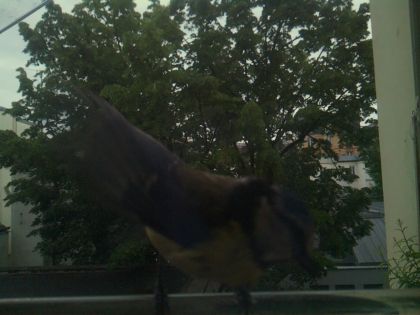 bird_20260519_194725_320_burst3_motion1619_conf0.93_bestdog_spturdus_merula_spconf0.23.jpg