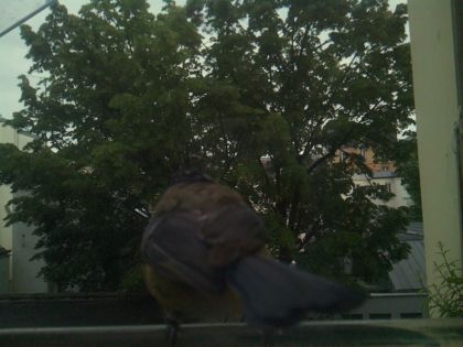 bird_20260519_194927_162_burst1_motion2534_conf0.99_bestbird_spcorvus_corone_spconf0.29.jpg
