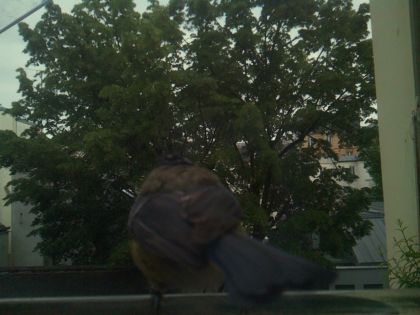 bird_20260519_194933_025_burst2_motion2534_conf0.98_bestbird_spcorvus_corone_spconf0.29.jpg