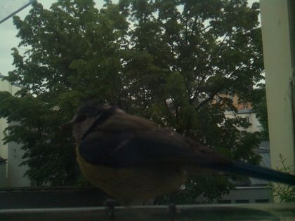 bird_20260519_194957_659_burst6_motion2534_conf0.83_bestbird_sppyrrhula_pyrrhula_spconf0.16.jpg