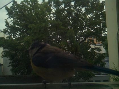 bird_20260519_195003_963_burst7_motion2534_conf0.99_bestbird_sppyrrhula_pyrrhula_spconf0.20.jpg
