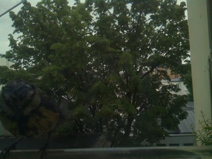 bird_20260519_195328_567_burst1_motion8532_conf0.00_bestnone_sppasser_domesticus_spconf0.15.jpg