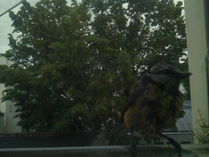 bird_20260519_195454_341_burst2_motion2239_conf0.99_bestbird_spcyanistes_caeruleus_spconf0.35.jpg