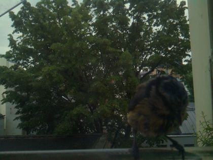 bird_20260519_195506_915_burst4_motion2239_conf0.98_bestbird_sppyrrhula_pyrrhula_spconf0.10.jpg